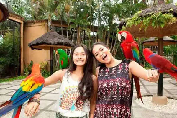 bali bird park bali bird park
